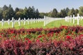 American WW2 Cemetery with rose bush and headstones in Luxembourg