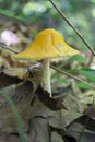American yellow fly agaric mushroom