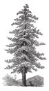 American yellow pine Pinus ponderosa or Ponderosa Pine, vintage engraving