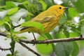 American Yellow Warble sitting on a tree brunch