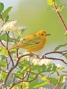 American Yellow Warble sitting on a tree brunch with green background