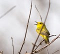 American Yellow Warbler Royalty Free Stock Photo