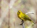 American Yellow Warbler Royalty Free Stock Photo