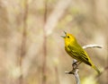 American Yellow Warbler Royalty Free Stock Photo