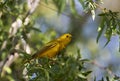 American Yellow Warbler Dendroica petechia Royalty Free Stock Photo