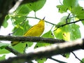American yellow warbler on Isabela Island Royalty Free Stock Photo