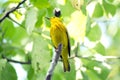 American yellow warbler on Isabela Island Royalty Free Stock Photo