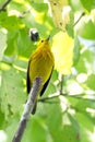 American yellow warbler on Isabela Island Royalty Free Stock Photo