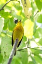 American yellow warbler on Isabela Island Royalty Free Stock Photo