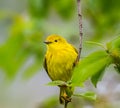 American Yellow Warbler perched on a branch in Magee Marsh Royalty Free Stock Photo