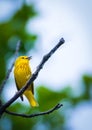 American yellow warbler Royalty Free Stock Photo