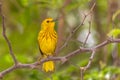 American yellow warbler (Setophaga petechia) Royalty Free Stock Photo