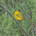 American yellow warbler Royalty Free Stock Photo