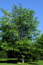 American Yellowwood Tree  43717 Royalty Free Stock Photo