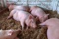 American yorkshire female pigs in pen