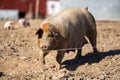 American Yorkshire pig on the farm, sunlit ground,blurred background