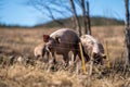 American Yorkshire pig mother with its piglets on the farm, sunlit grass, farm and sky background