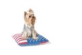American Yorkshire Terrier
