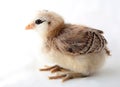 Americauna Chick Royalty Free Stock Photo