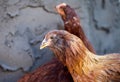 Americauna Hen Royalty Free Stock Photo