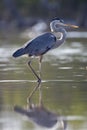 Amerikaanse Blauwe Reiger, Great Blue Heron, Ardea herodias Royalty Free Stock Photo