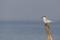 Amerikaanse Grote stern, Cabot's Tern, Sterna acuflavidus Royalty Free Stock Photo