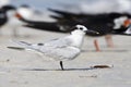 Amerikaanse Grote stern, Cabot's Tern, Sterna acuflavidus Royalty Free Stock Photo