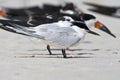 Amerikaanse Grote stern, Cabot's Tern, Sterna acuflavidus Royalty Free Stock Photo