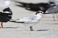 Amerikaanse Grote stern, Cabot's Tern, Sterna acuflavidus Royalty Free Stock Photo