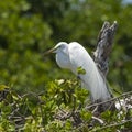 Amerikaanse Grote Zilverreiger, American Great Egret, Ardea alba