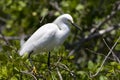 Amerikaanse Kleine Zilverreiger, Snowy Egret, Egretta thula