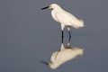 Amerikaanse Kleine Zilverreiger, Snowy Egret, Egretta thula