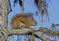 Amerikaanse rode eekhoorn, American red squirrel, Tamiasciurus hudsonicus Royalty Free Stock Photo