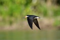 Amerikaanse Schaarbek, Black Skimmer, Rynchops niger Royalty Free Stock Photo