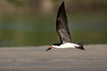 Amerikaanse Schaarbek, Black Skimmer, Rynchops niger Royalty Free Stock Photo