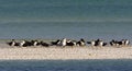 Amerikaanse Schaarbek, Black Skimmer, Rynchops niger Royalty Free Stock Photo