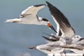 Amerikaanse Schaarbek, Black Skimmer, Rynchops niger Royalty Free Stock Photo