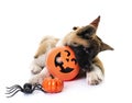 Amerikan akita and halloween