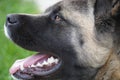 American Akita Playing with a ball and with his human friend