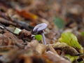 Amethist mushroom