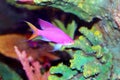 Amethyst anthias