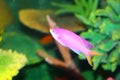 Amethyst anthias