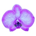 Amethyst cyan orchid flower isolated white background with clipping path. Flower bud close-up.