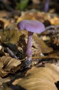 Amethyst Deceiver Royalty Free Stock Photo