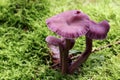 Amethyst deceiver - edible mushroom Royalty Free Stock Photo