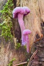 Amethyst deceiver - edible mushroom Royalty Free Stock Photo