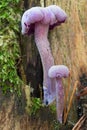 Amethyst deceiver - edible mushroom