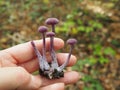 Amethyst deceiver edible wood mushroom
