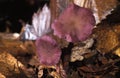 Amethyst Deceiver Fungi, laccaria amethystina, Edible Mushroom Royalty Free Stock Photo