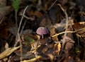 Amethyst Deceiver Fungus